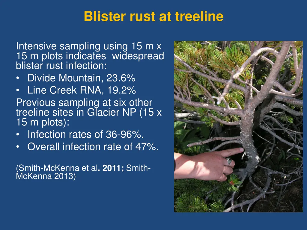 blister rust at treeline