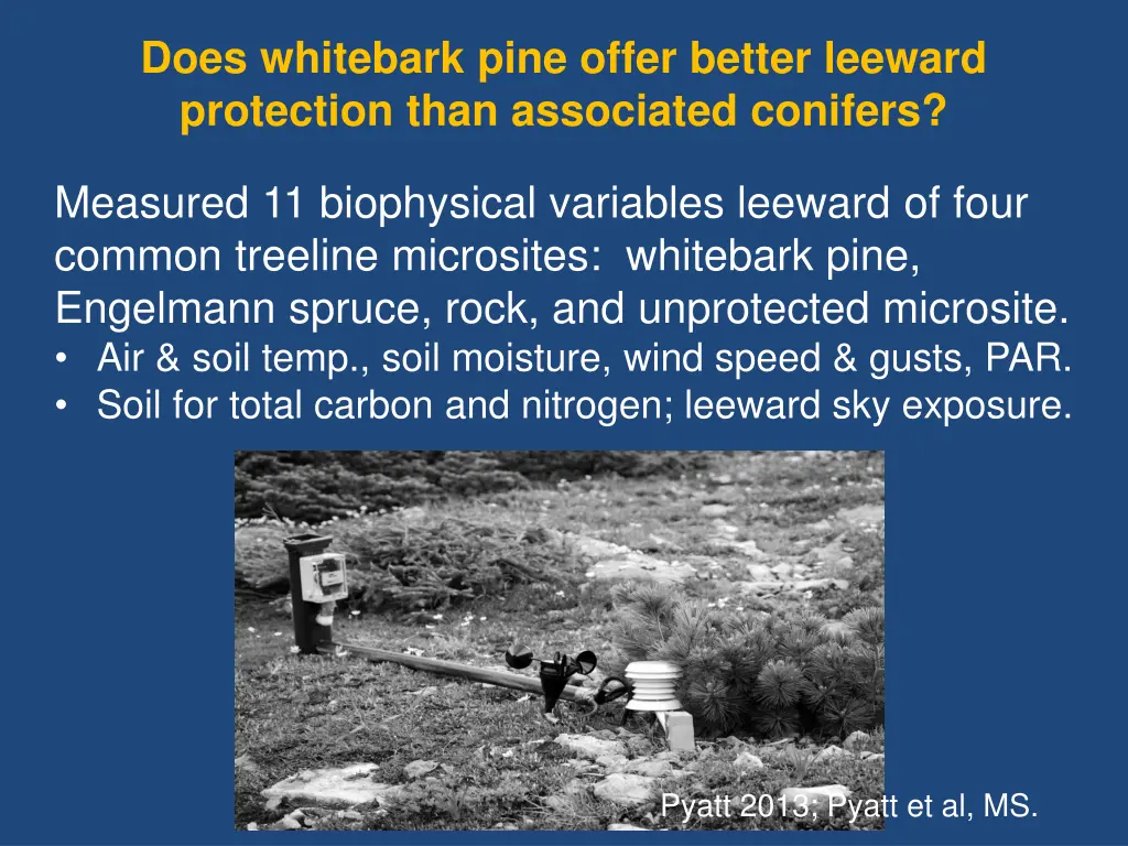 does whitebark pine offer better leeward