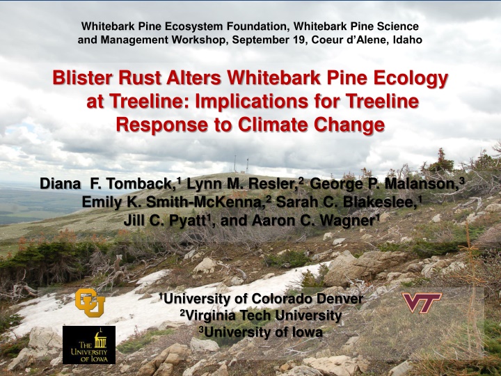 whitebark pine ecosystem foundation whitebark