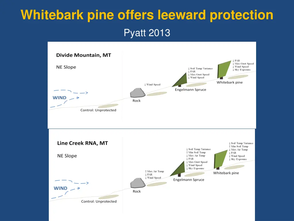 whitebark pine offers leeward protection pyatt