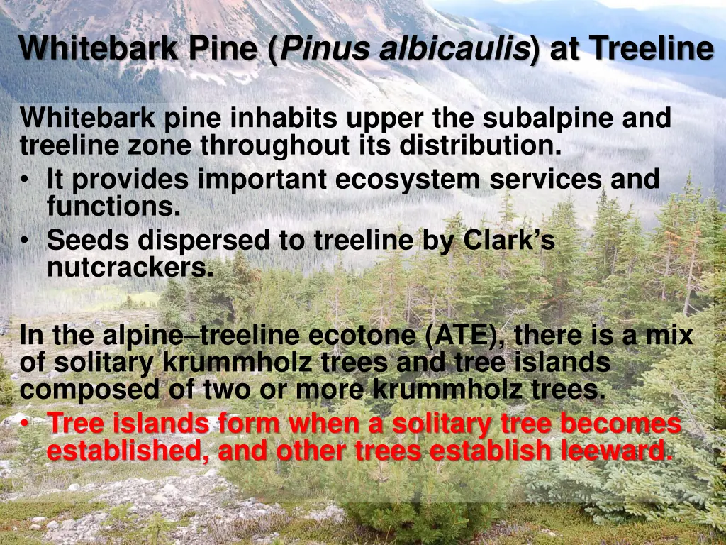 whitebark pine pinus albicaulis at treeline