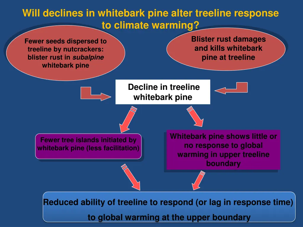 will declines in whitebark pine alter treeline