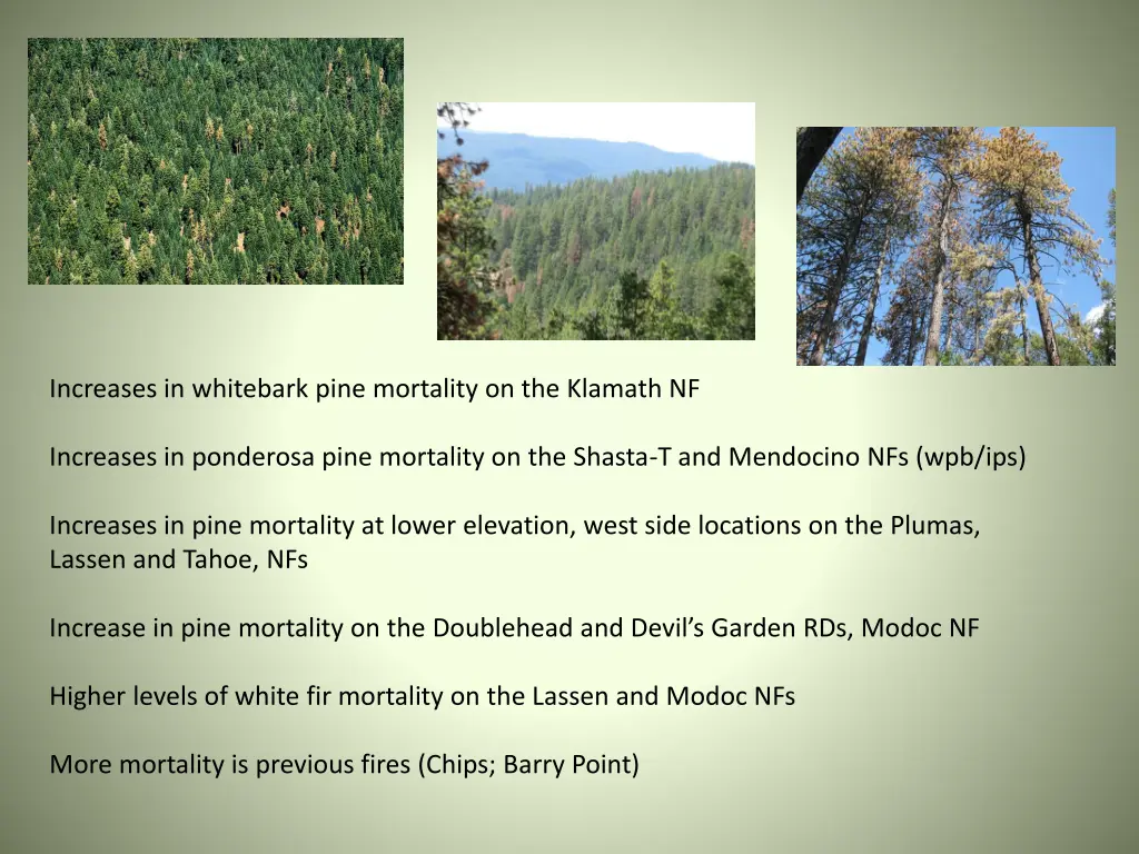 increases in whitebark pine mortality