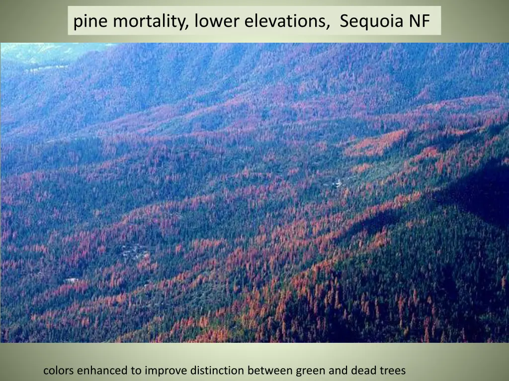 pine mortality lower elevations sequoia nf