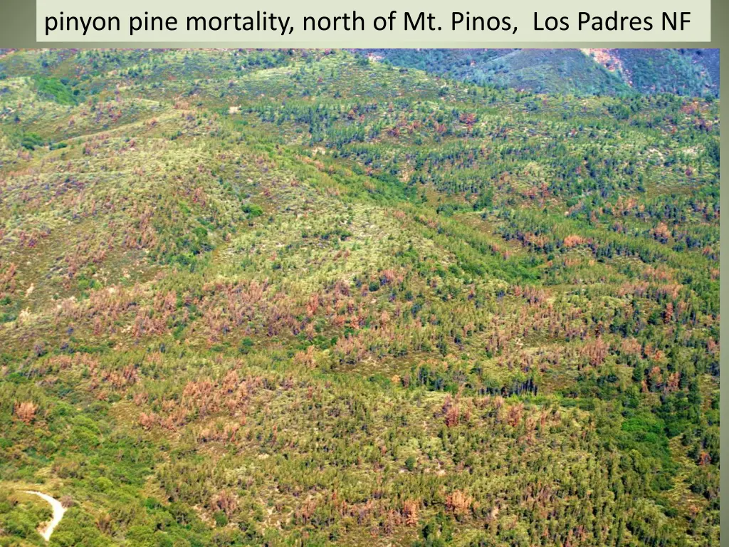 pinyon pine mortality north of mt pinos