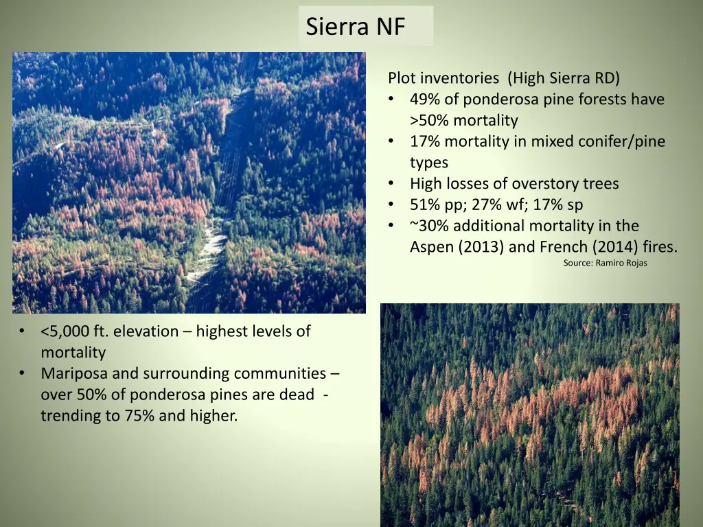 sierra nf