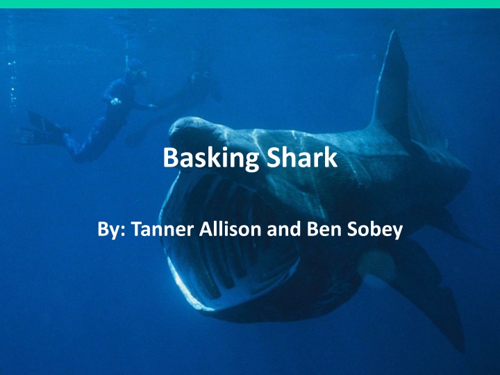 basking shark