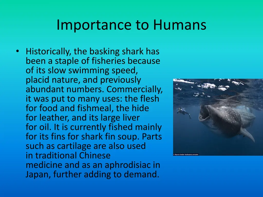 importance to humans