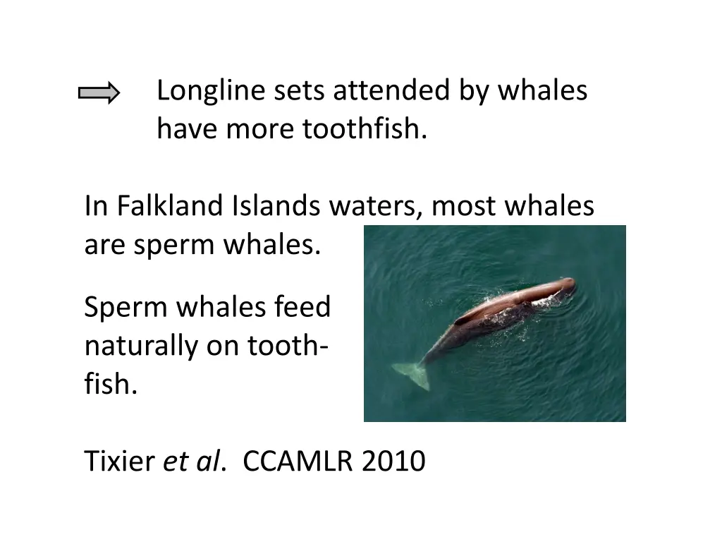 longline sets attended by whales have more 1