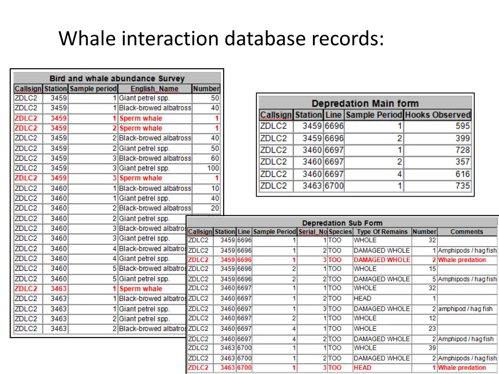 whale interaction database records