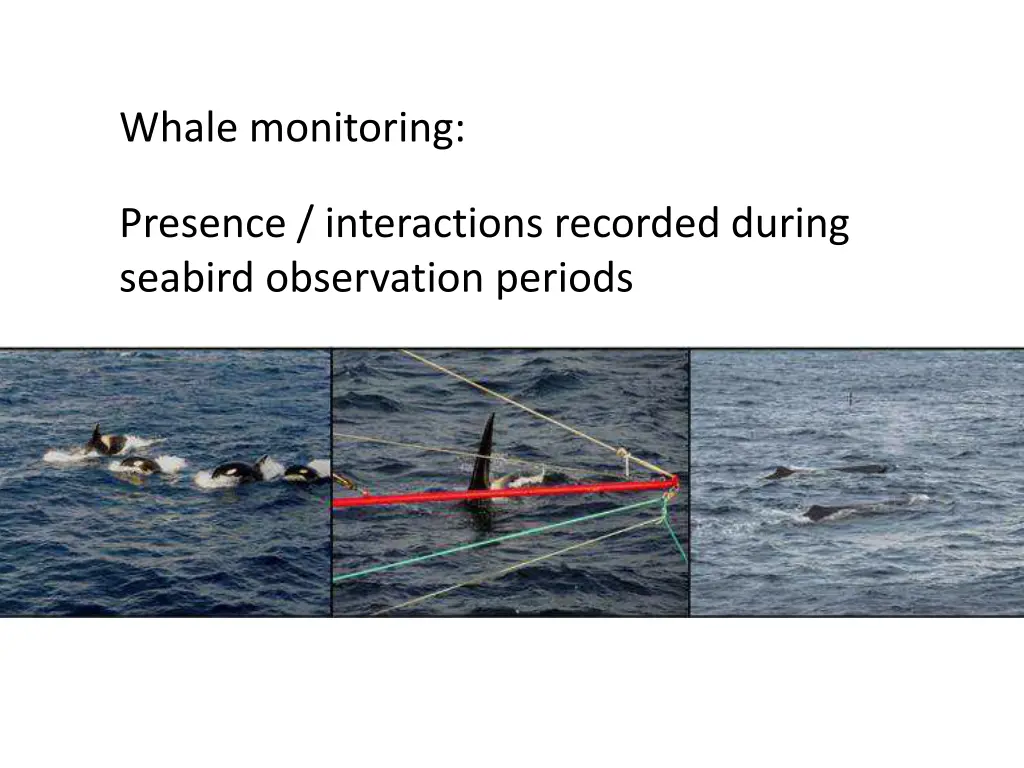 whale monitoring presence interactions recorded