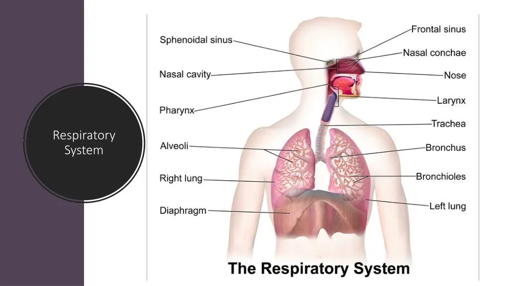 respiratory system 1