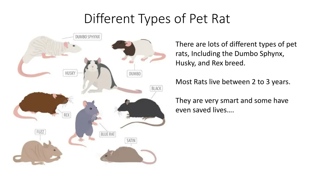 different types of pet rat