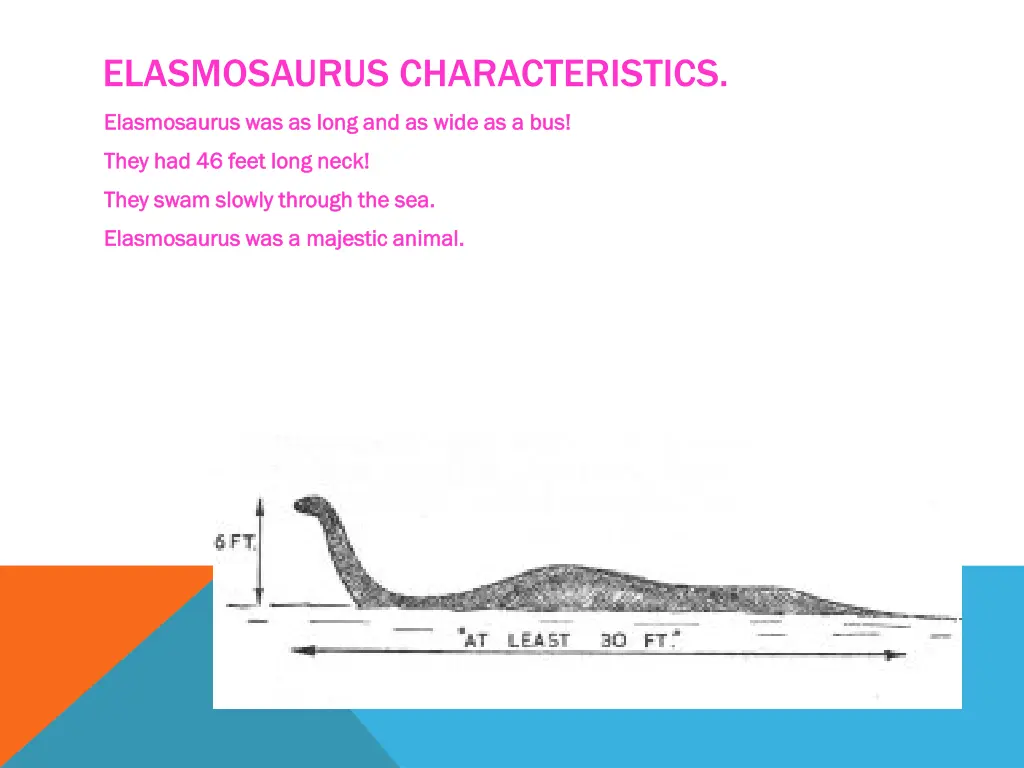 elasmosaurus characteristics