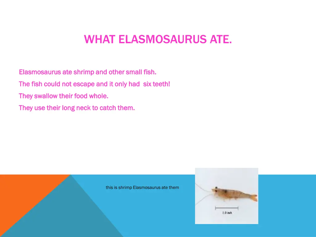 what elasmosaurus ate