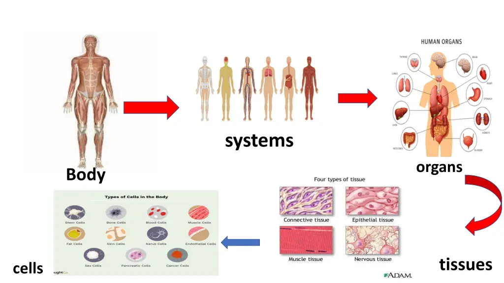 systems