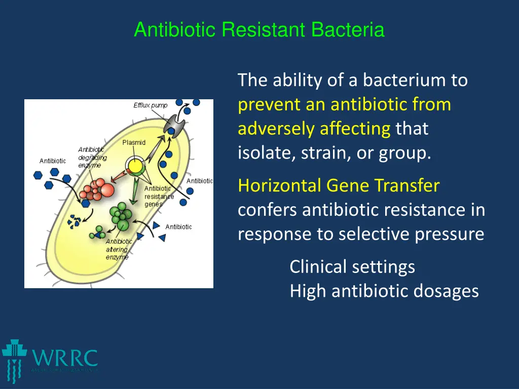 antibiotic resistant bacteria 1