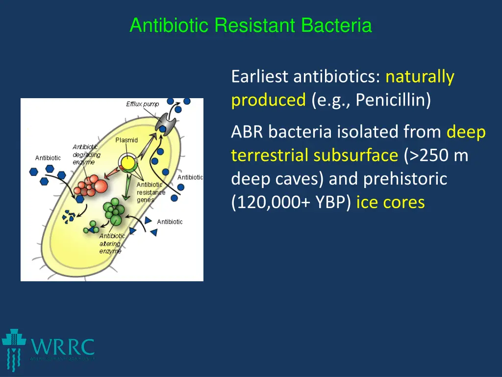 antibiotic resistant bacteria 3