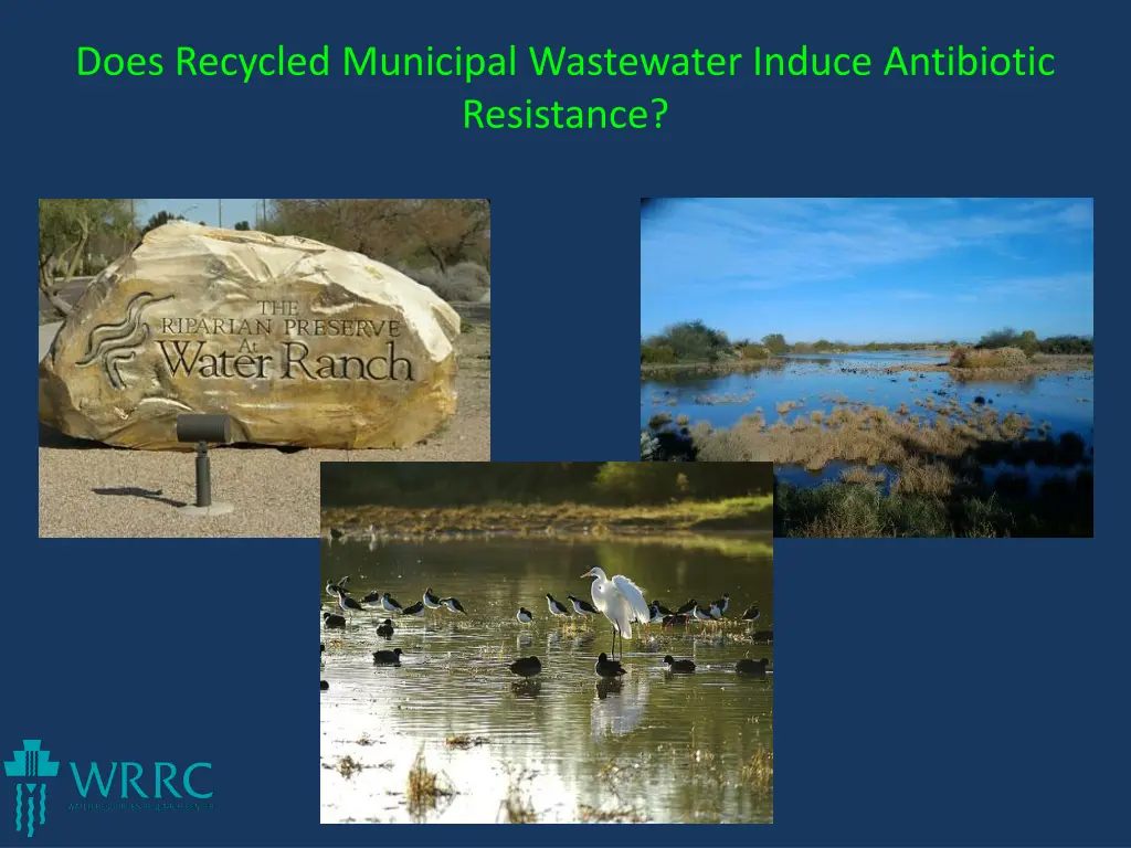 does recycled municipal wastewater induce