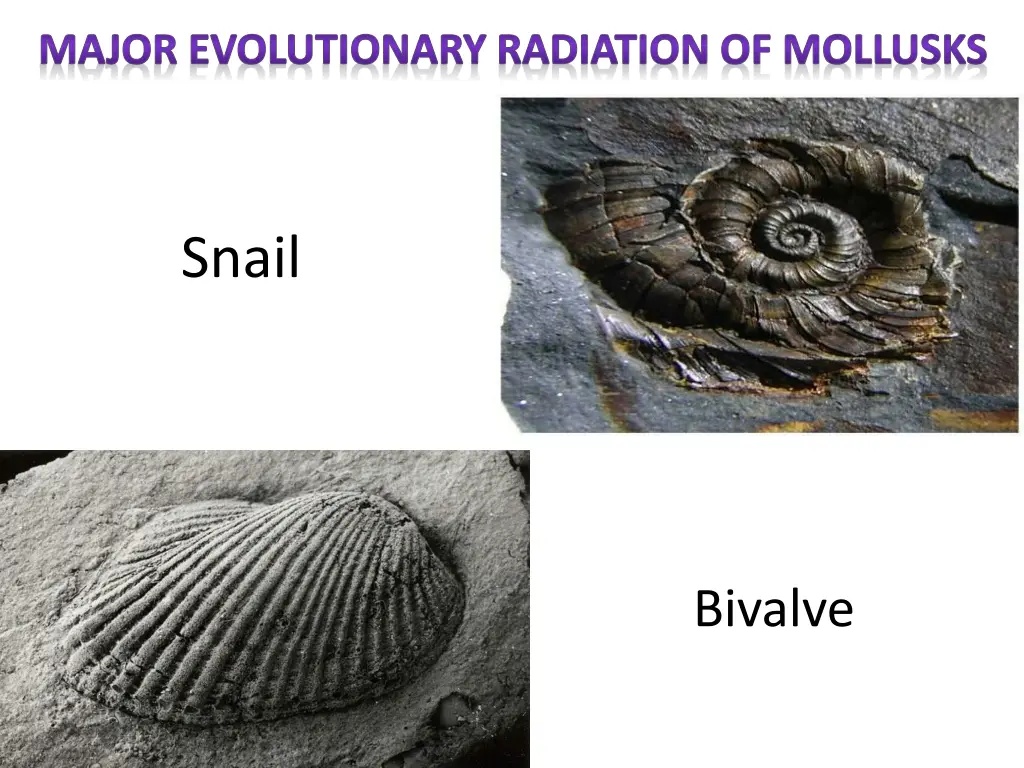 major evolutionary radiation of mollusks