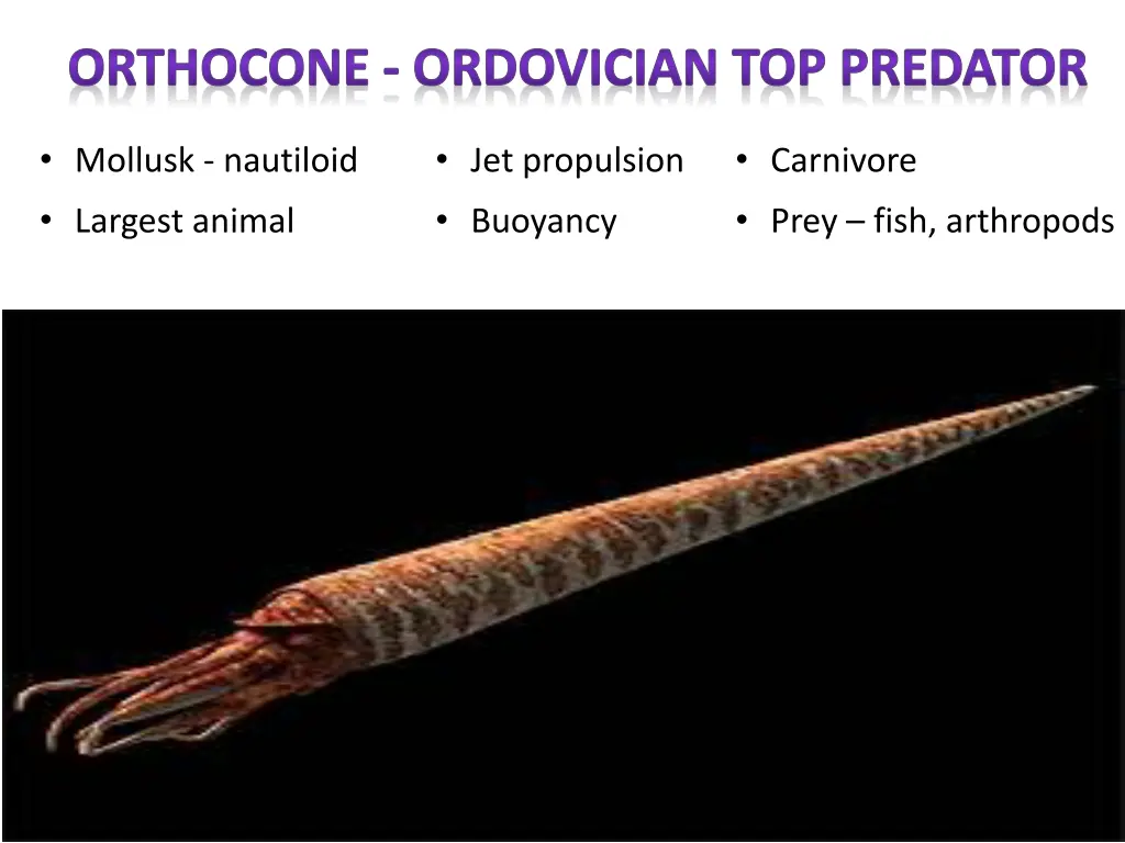 orthocone ordovician top predator