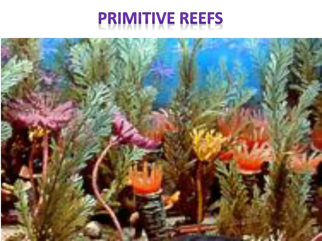 primitive reefs