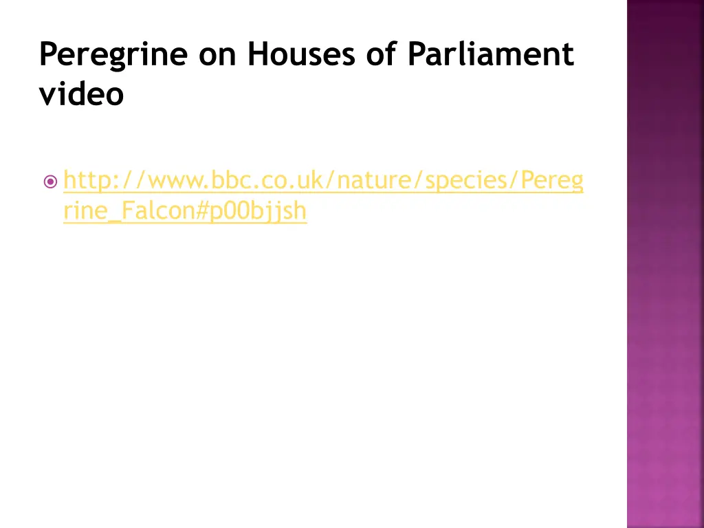 peregrine on houses of parliament video