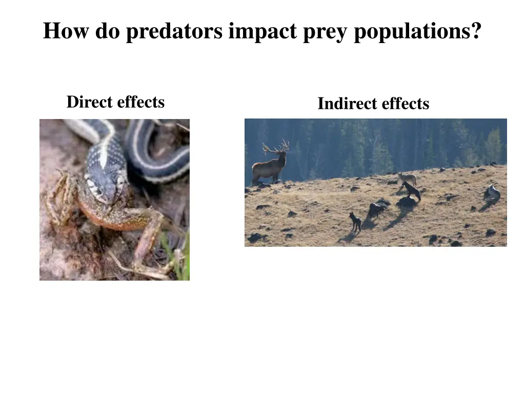 how do predators impact prey populations