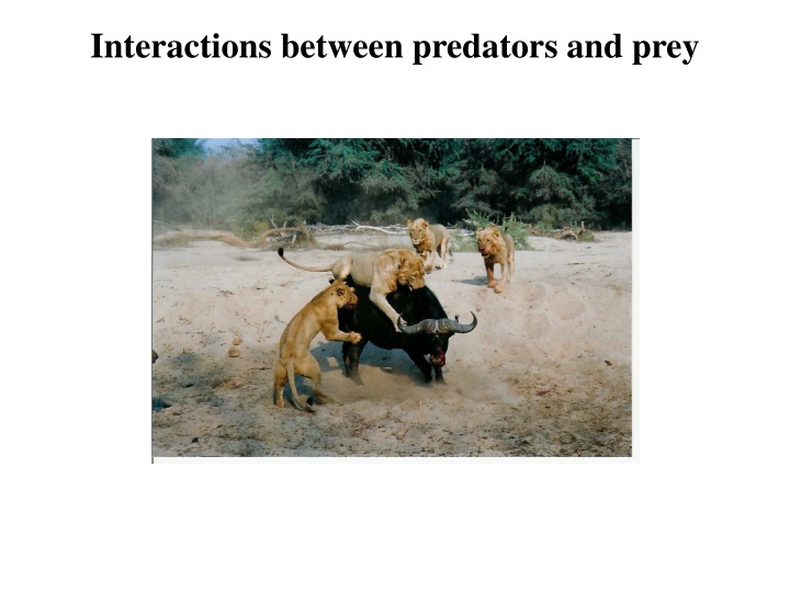 interactions between predators and prey