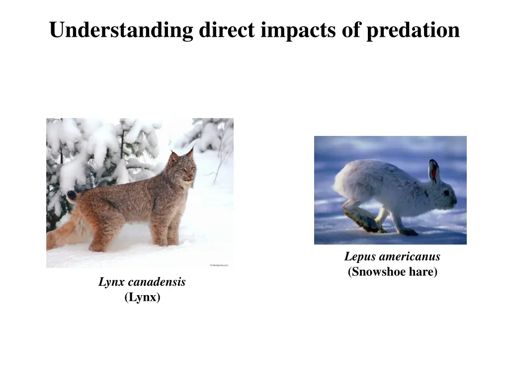 understanding direct impacts of predation