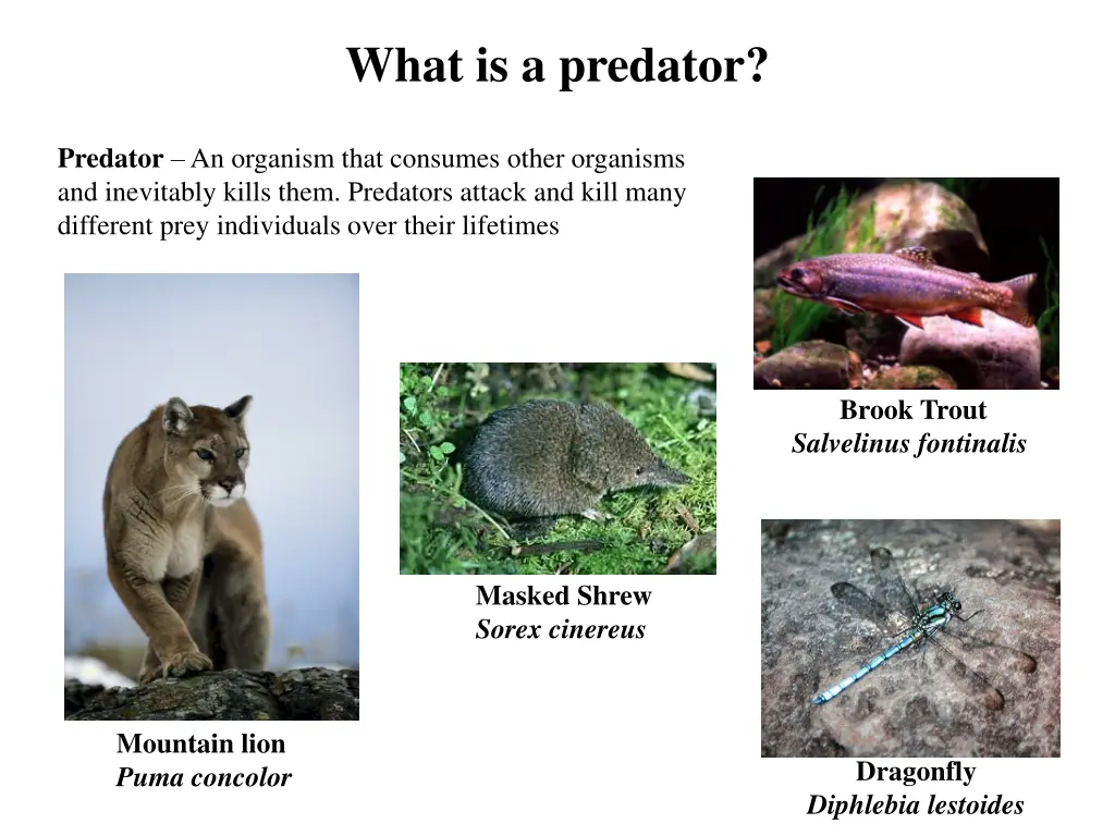 what is a predator