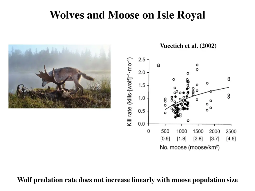 wolves and moose on isle royal