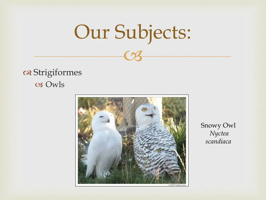 our subjects