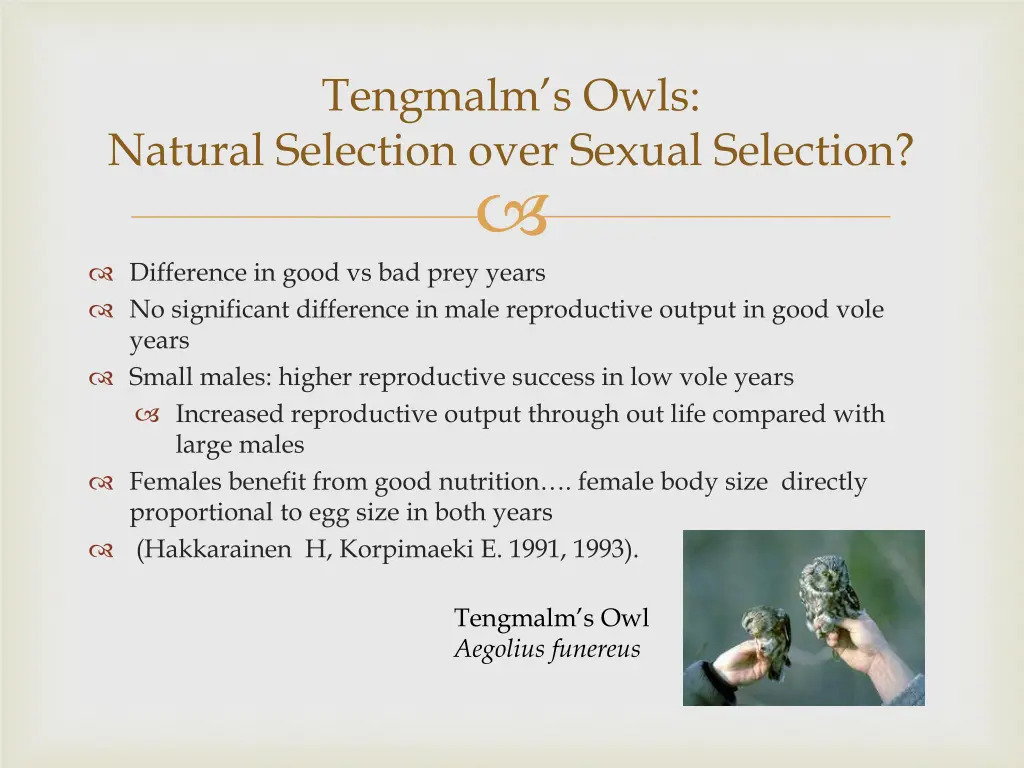 tengmalm s owls