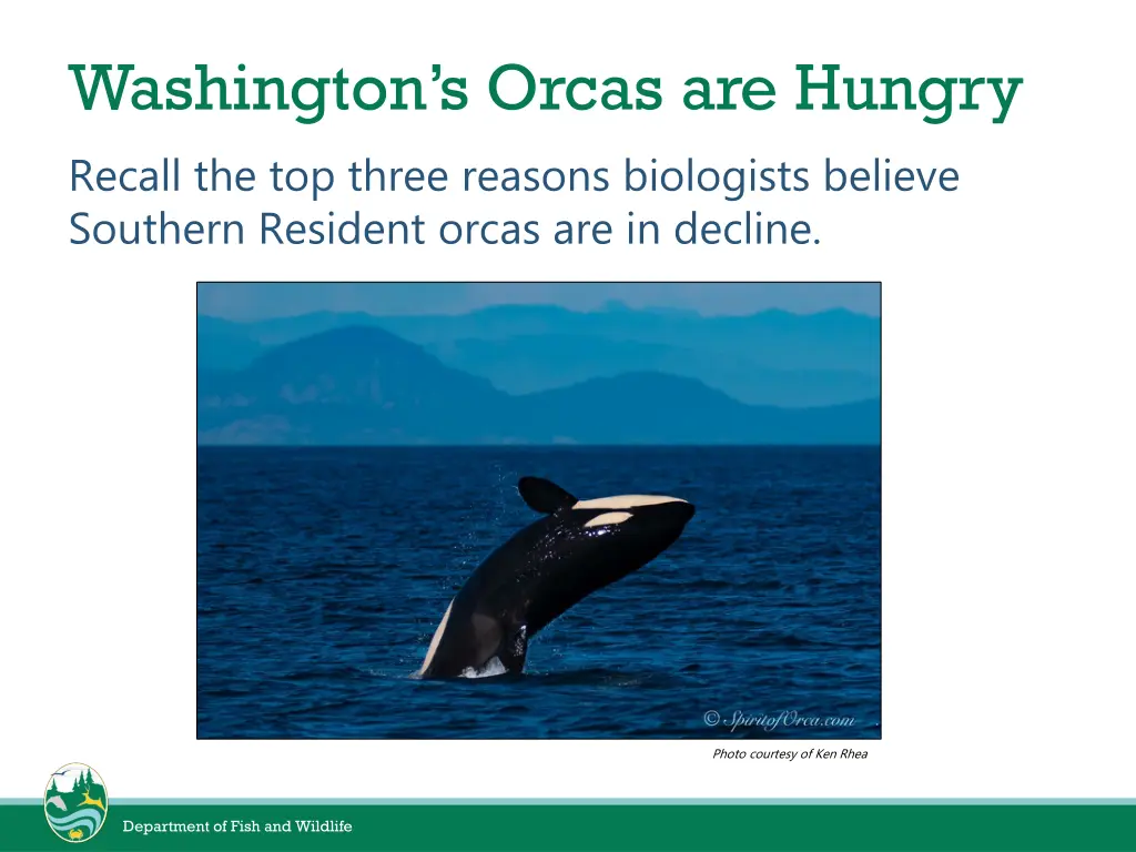 washington s orcas are hungry recall