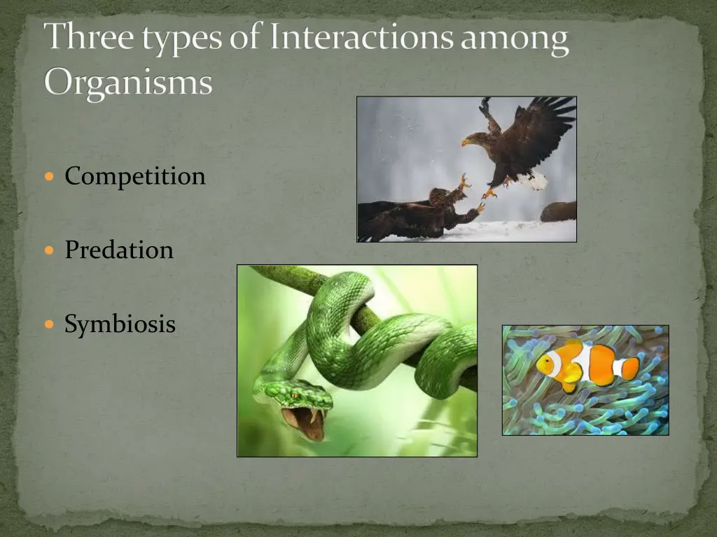 three types of interactions among organisms