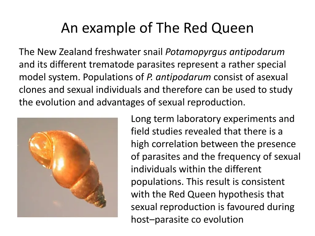 an example of the red queen