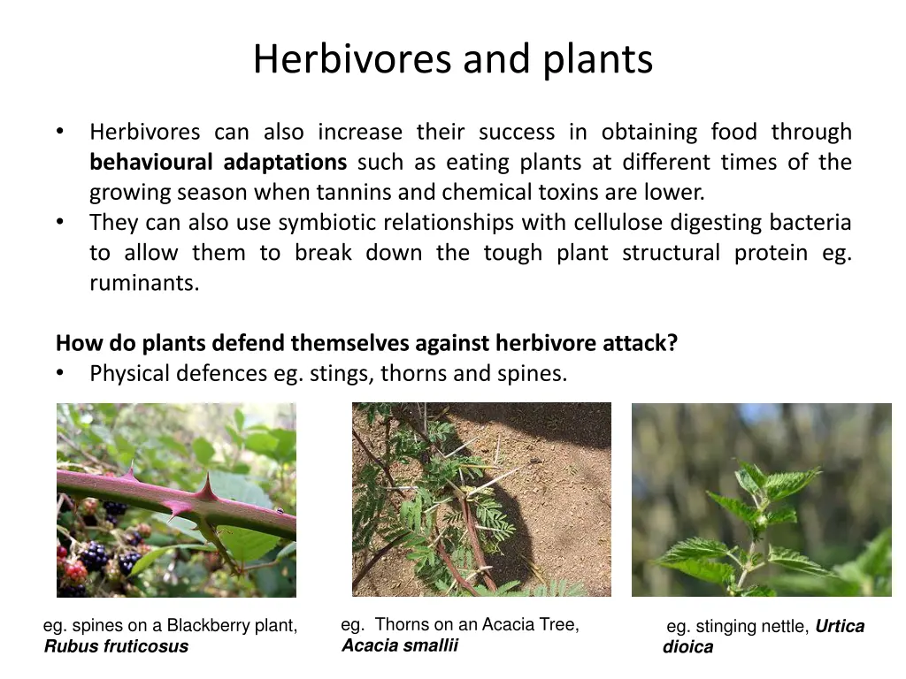 herbivores and plants 1