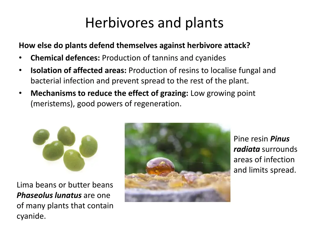 herbivores and plants 2