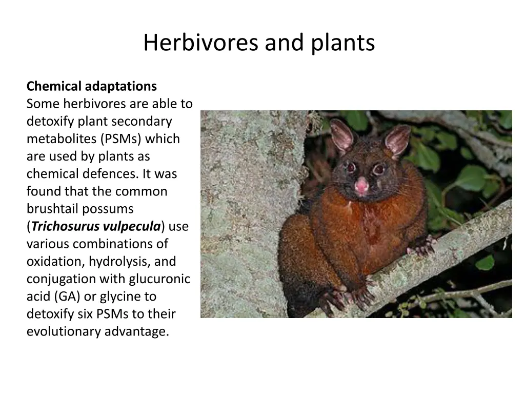 herbivores and plants