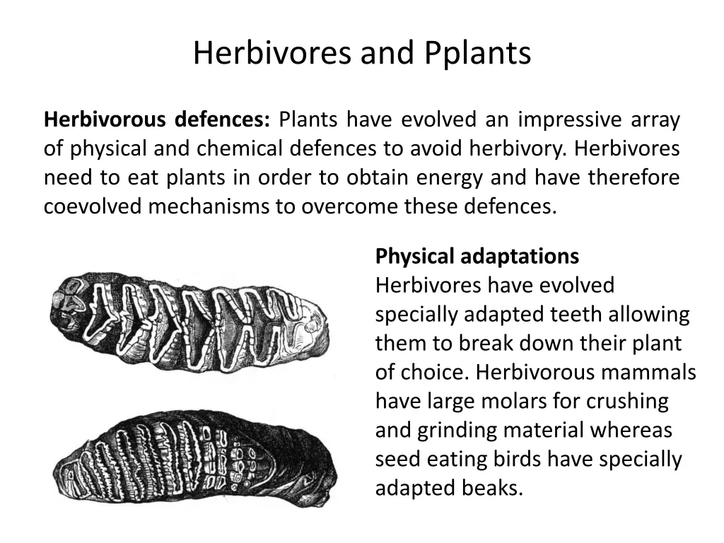 herbivores and pplants