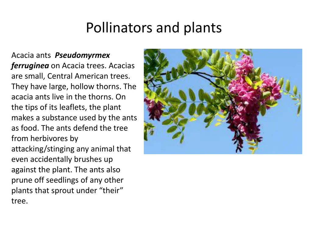 pollinators and plants 1