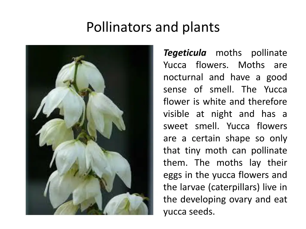 pollinators and plants