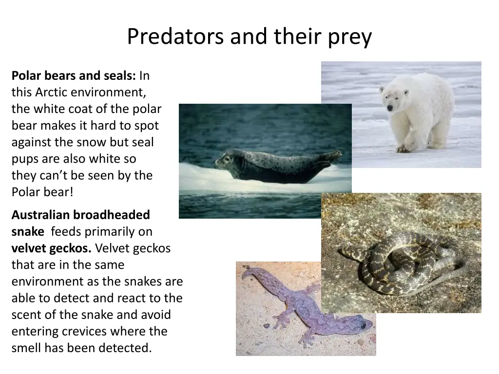 predators and their prey 2