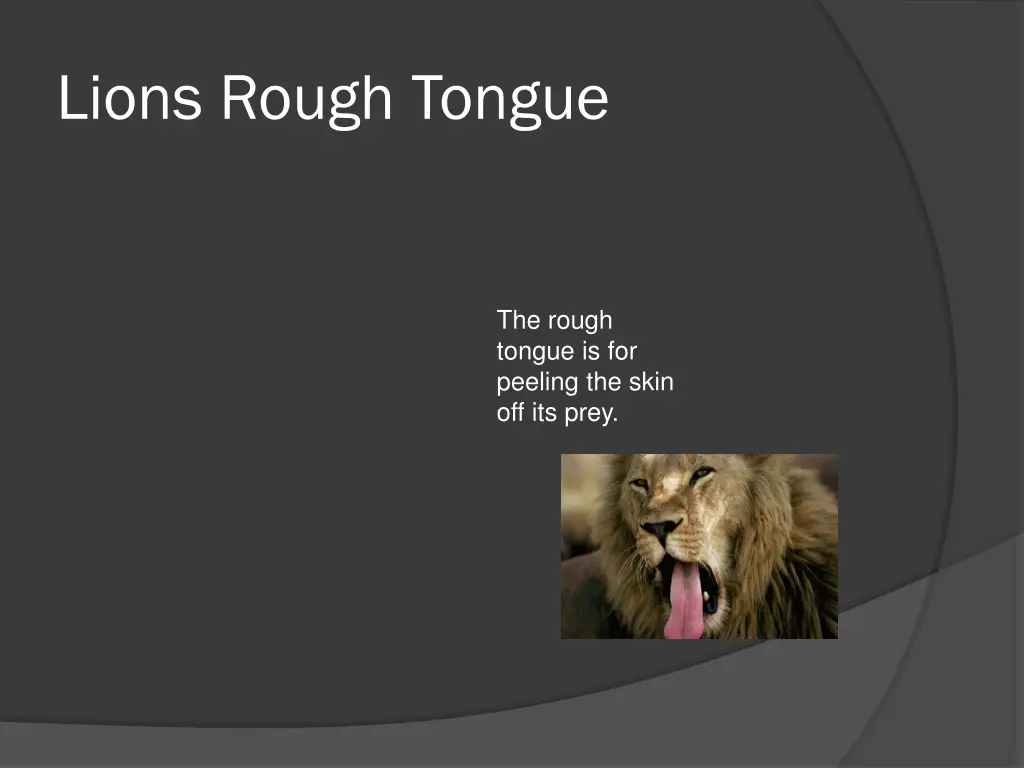 lions rough tongue