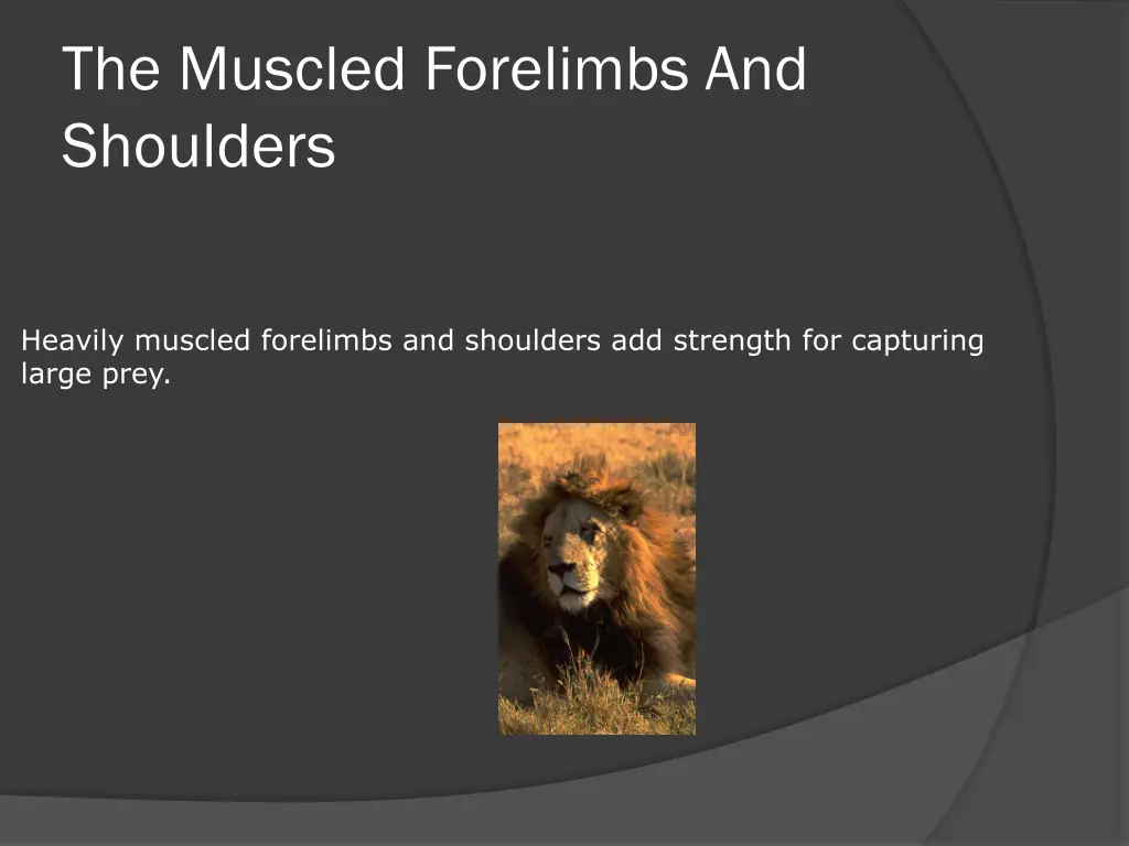 the muscled forelimbs and shoulders