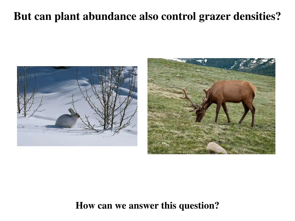 but can plant abundance also control grazer