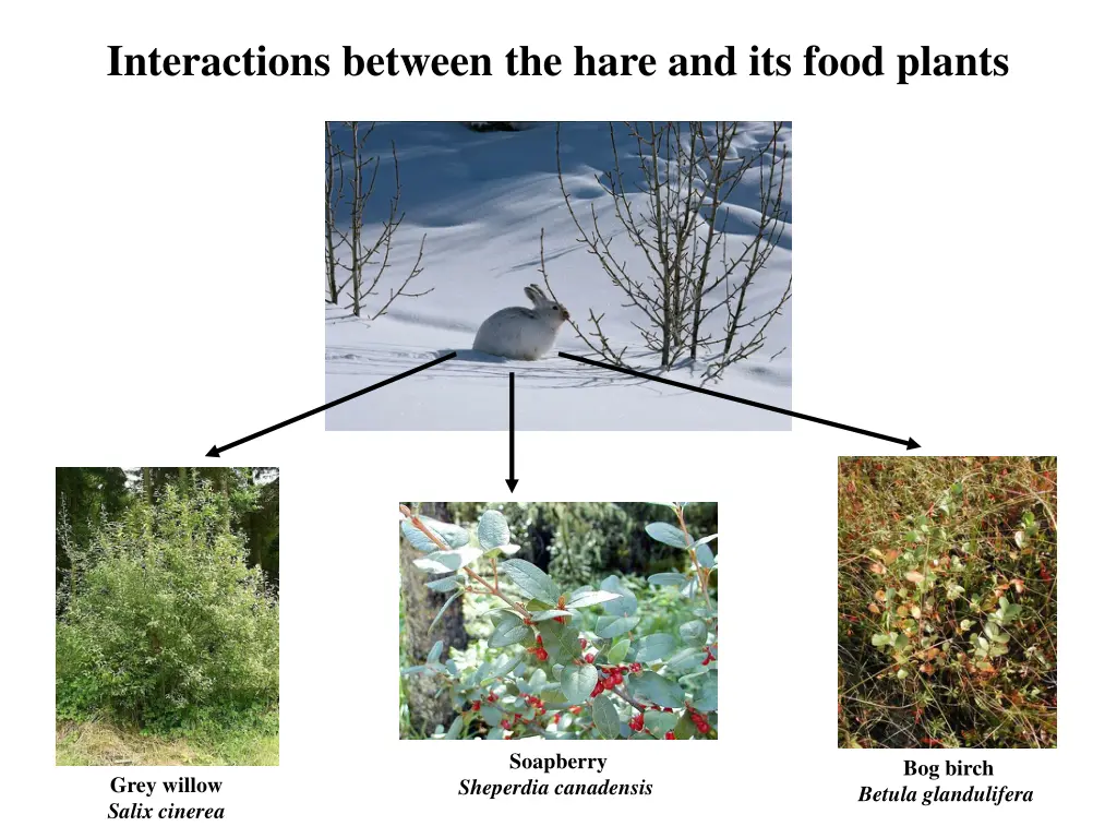 interactions between the hare and its food plants