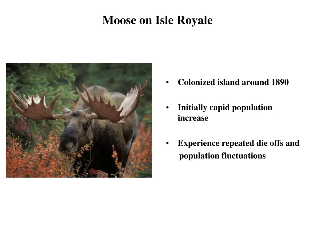 moose on isle royale