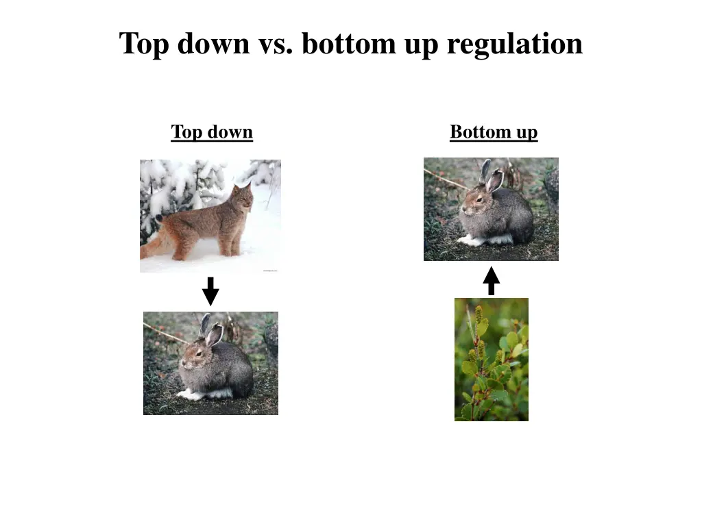 top down vs bottom up regulation